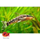 Otocinclus Colombia Fish